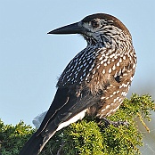 Spotted Nutcracker  "Nucifraga caryocatactes macrorhynchos"